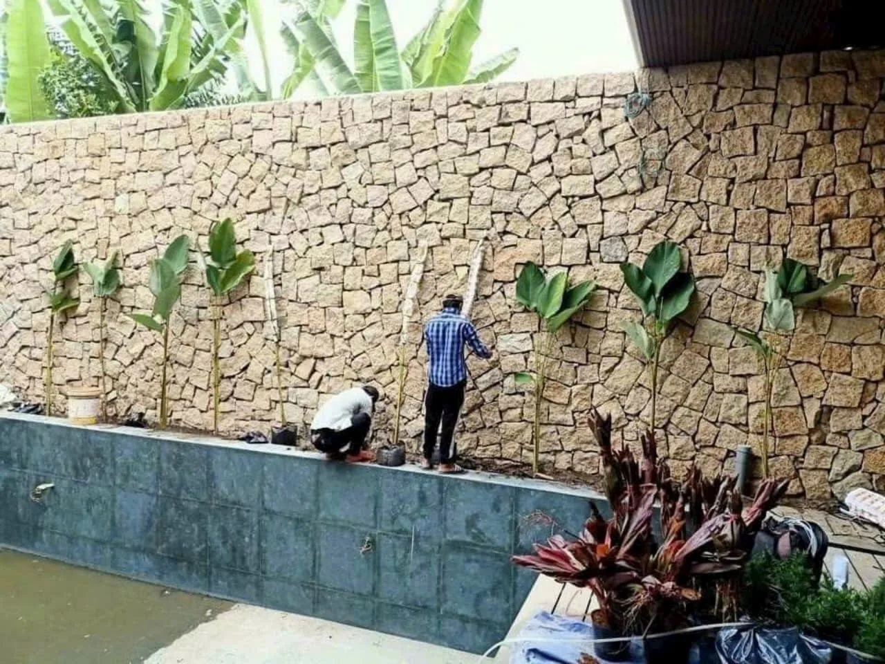 Đá Rối Vàng Bình Định
